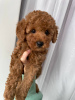 Photo №3. Toy poodle girl is looking for new owners. Lithuania
