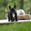 Photo №3. healthy French Bulldog puppies. Germany