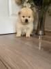 Photo №2 to announcement № 11280 for the sale of chow chow - buy in United Kingdom private announcement