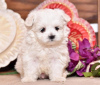 Photo №1. maltese dog - for sale in the city of Mikkeli | Is free | Announcement № 110678