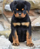 Photo №1. rottweiler - for sale in the city of Bucharest | negotiated | Announcement № 117570