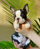 Photo №1. boston terrier - for sale in the city of San Francisco Township | 400$ | Announcement № 112398