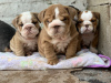 Photo №4. I will sell english bulldog in the city of Мадрид. private announcement, breeder - price - 449$