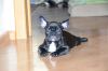 Photo №2 to announcement № 120648 for the sale of french bulldog - buy in Germany private announcement