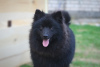 Photo №2 to announcement № 50583 for the sale of german spitz - buy in Poland from nursery