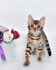 Photo №1. bengal cat - for sale in the city of Nizhny Novgorod | 621$ | Announcement № 24382