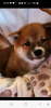 Additional photos: Shiba Inu, ZKwP records