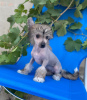 Photo №3. Chinese crested puppies. Serbia