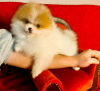 Photo №1. pomeranian - for sale in the city of Zrenjanin | negotiated | Announcement № 34196