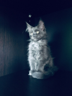 Photo №2 to announcement № 1250 for the sale of maine coon - buy in Russian Federation private announcement