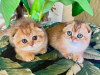 Photo №1. scottish fold - for sale in the city of Helsinki | negotiated | Announcement № 107558