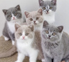 Photo №1. british shorthair - for sale in the city of Vilnius | 264$ | Announcement № 120949