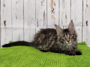 Photo №2 to announcement № 1242 for the sale of maine coon - buy in Russian Federation from nursery
