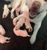 Additional photos: Stunning White Labrador Puppies