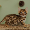 Photo №2 to announcement № 106489 for the sale of bengal cat - buy in Czech Republic 