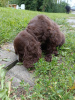 Photo №1. english cocker spaniel - for sale in the city of Bielsko-Biała | 792$ | Announcement № 110471