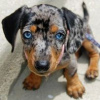 Photo №1. dachshund - for sale in the city of Hartford | 600$ | Announcement № 109907