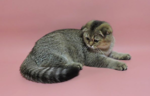 Photo №2 to announcement № 3502 for the sale of scottish fold - buy in Ukraine breeder
