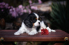 Photo №4. I will sell cavalier king charles spaniel in the city of Brest. from nursery - price - negotiated