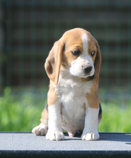 Additional photos: The beagle Charming boy