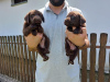 Additional photos: Labrador Retriever, chocolate brown litter