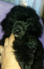 Photo №3. Poodle puppy for sale. Ukraine