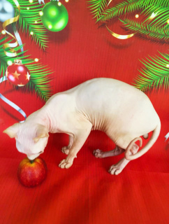 Additional photos: White cat Elf breeding