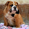 Photo №2 to announcement № 71936 for the sale of english bulldog - buy in Serbia breeder