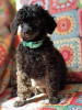 Photo №2 to announcement № 116186 for the sale of poodle (toy) - buy in Serbia breeder