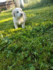 Photo №3. Border collie puppy. Poland