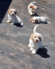 Photo №2 to announcement № 36104 for the sale of cavalier king charles spaniel - buy in Lithuania private announcement