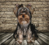 Photo №1. yorkshire terrier - for sale in the city of Kazan | 333$ | Announcement № 9032