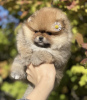 Photo №2 to announcement № 28509 for the sale of non-pedigree dogs - buy in Czech Republic breeder