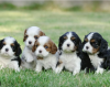 Photo №1. cavalier king charles spaniel - for sale in the city of Stockholm | negotiated | Announcement № 113190