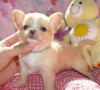 Photo №1. chihuahua - for sale in the city of Berlin | negotiated | Announcement № 124947