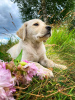 Photo №2 to announcement № 16302 for the sale of labrador retriever - buy in Belarus private announcement, breeder