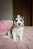 Photo №4. I will sell siberian husky in the city of Poltava. private announcement, from nursery - price - 215$