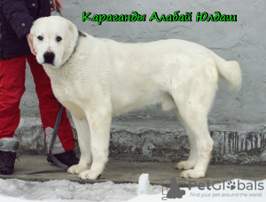 Additional photos: Central Asian Shepherd Puppy