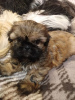 Additional photos: Shih Tzu puppies looking for a home.