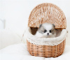 Photo №1. pomeranian - for sale in the city of Dübendorf | Is free | Announcement № 17414