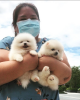 Photo №1. pomeranian - for sale in the city of Kuwait Free Trade Zone | negotiated | Announcement № 10691