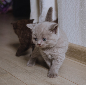 Photo №3. British kittens for sale. Russian Federation