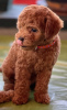 Photo №4. I will sell poodle (toy) in the city of Belgrade. breeder - price - negotiated