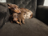 Photo №2 to announcement № 19271 for the sale of dachshund - buy in Germany private announcement