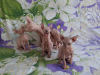Photo №3. Donskoy Sphynx kittens for sale. Russian Federation