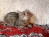 Photo №3. Cute purring kitten Basya in good hands. Russian Federation