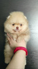 Photo №2 to announcement № 90713 for the sale of pomeranian - buy in Belarus breeder