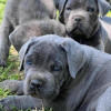 Photo №1. cane corso - for sale in the city of Dijon | 359$ | Announcement № 31689