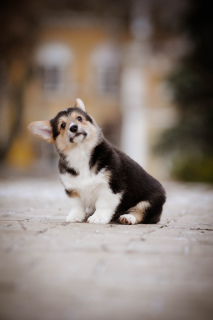 Photo №2 to announcement № 3718 for the sale of welsh corgi - buy in Ukraine from nursery