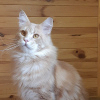 Photo №1. maine coon - for sale in the city of New York | negotiated | Announcement № 8494